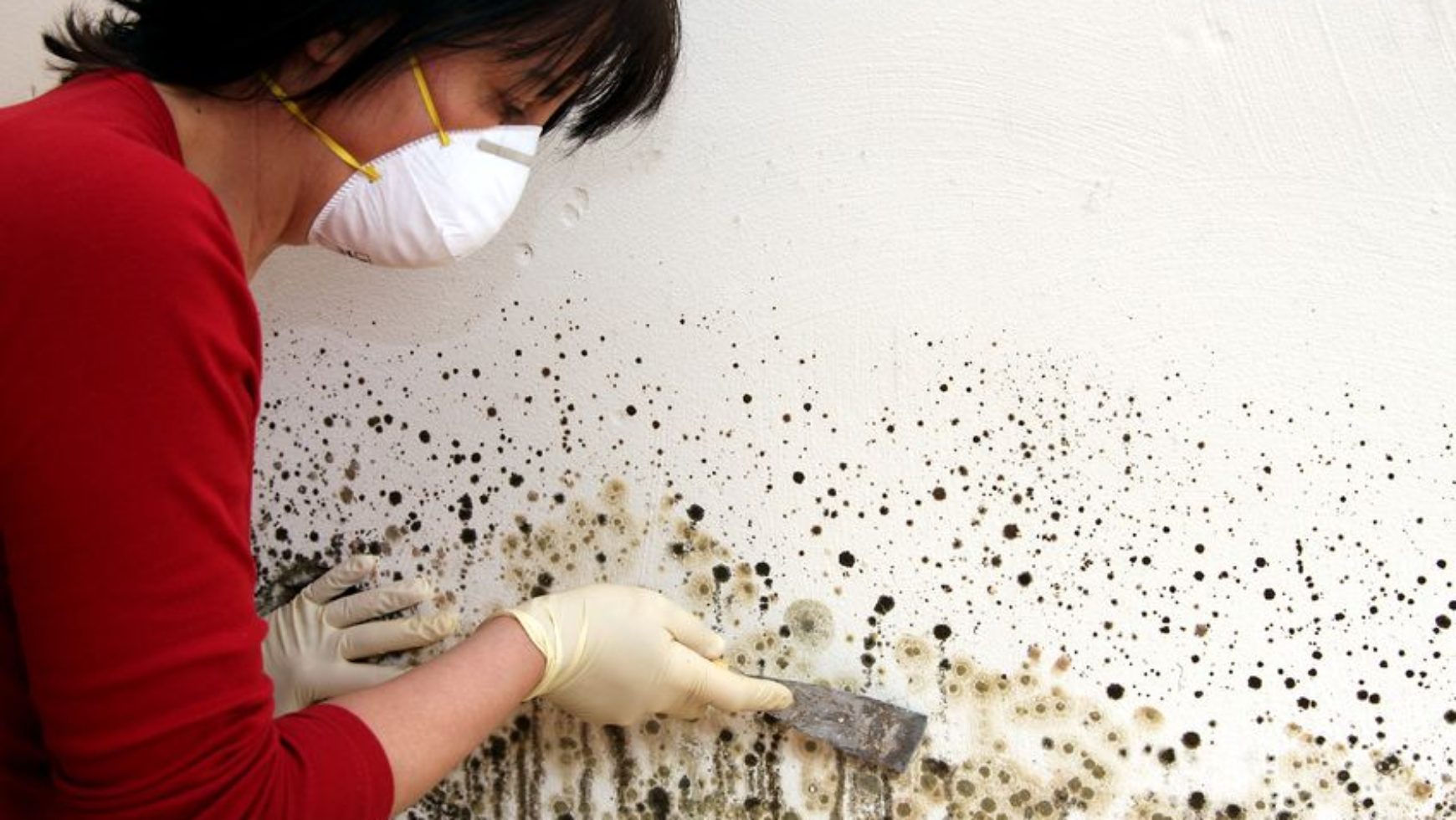 Checking Black Mold in Your House