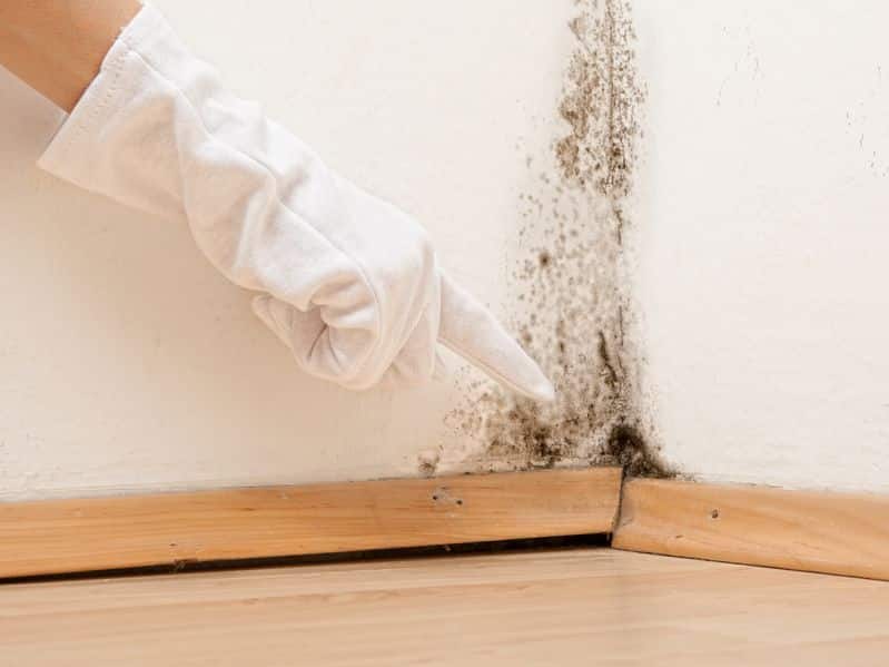 Difference between Mold and Mildew