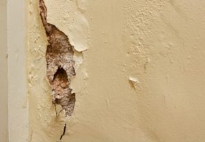 Mold Inspector Atlanta